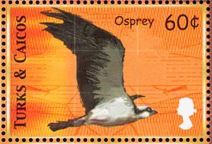 Osprey (Pandion haliaetus)